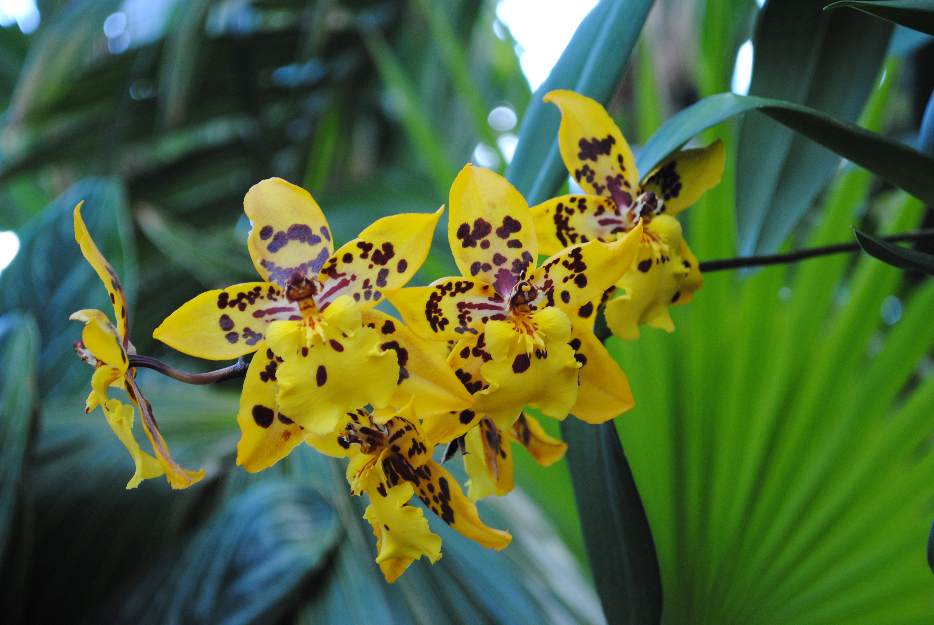 Common Orchid Types